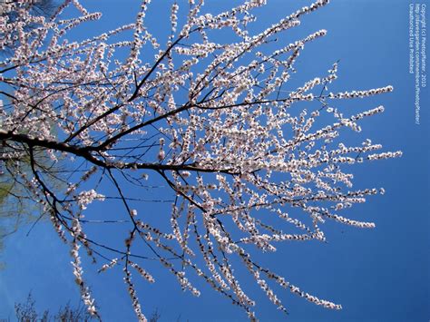 prunus davidiana|peach tree latine name.